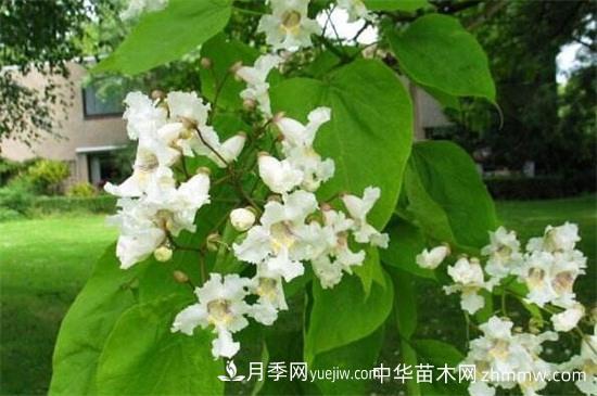 河南苗木楸树和梓树的区别(图1) 河南苗木楸树和梓树的区别(图1)