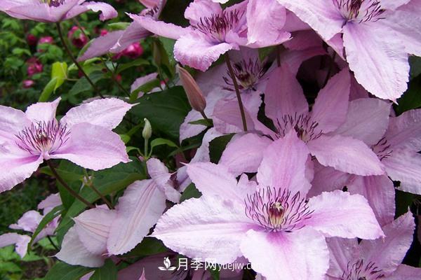 如梦铁线莲品种(图1) 如梦铁线莲品种(图1)