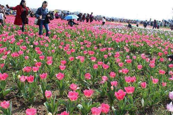 郁金香开花图片