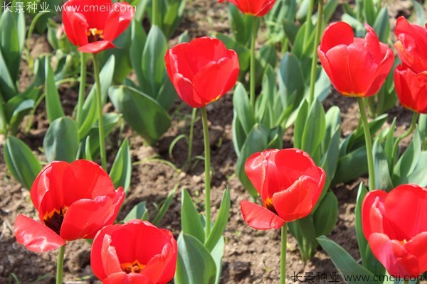 郁金香开花图片