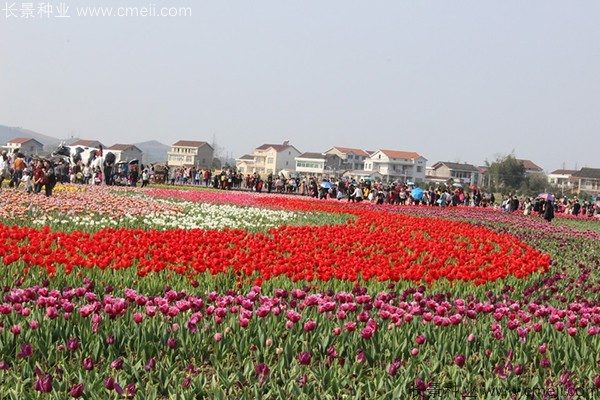 郁金香开花图片