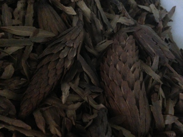 马褂木种子图片