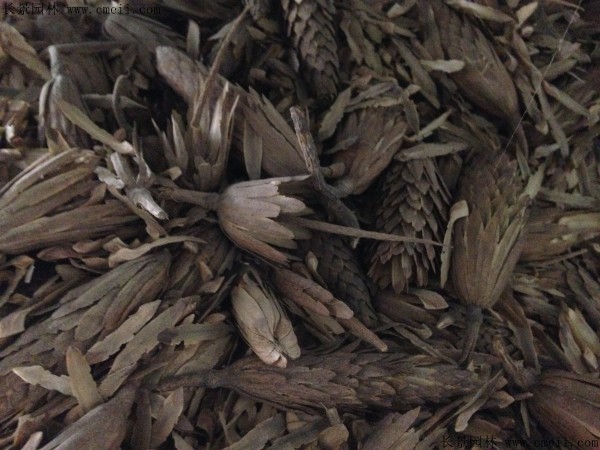 马褂木种子图片