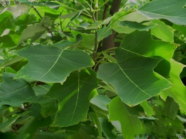 马褂木种子发芽出苗图片