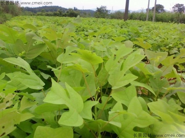 马褂木种子发芽出苗图片