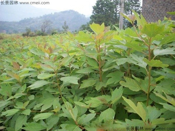 马褂木种子发芽出苗图片