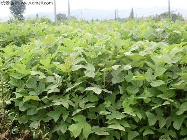 马褂木种子发芽出苗图片