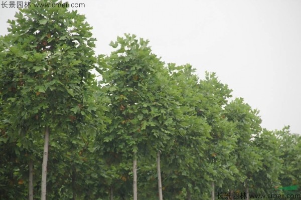 马褂木种子发芽出苗图片