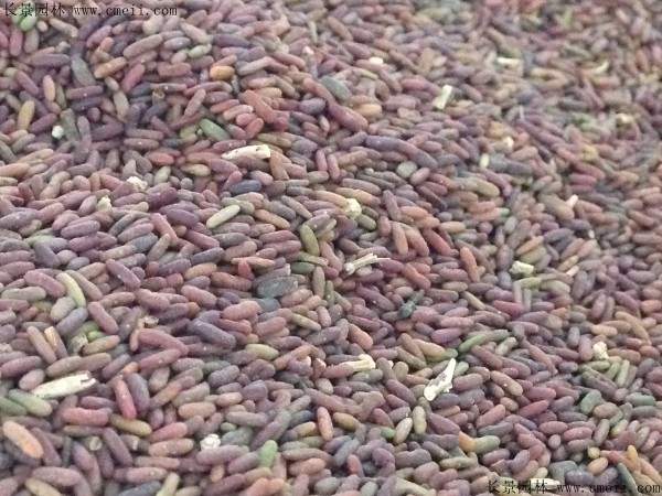 风信子种子图片