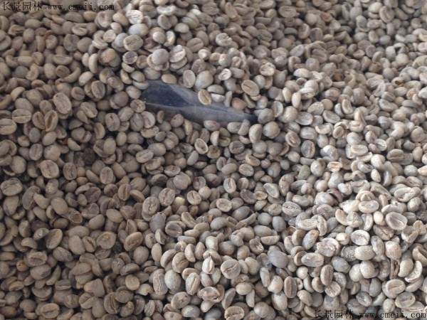 咖啡种子图片