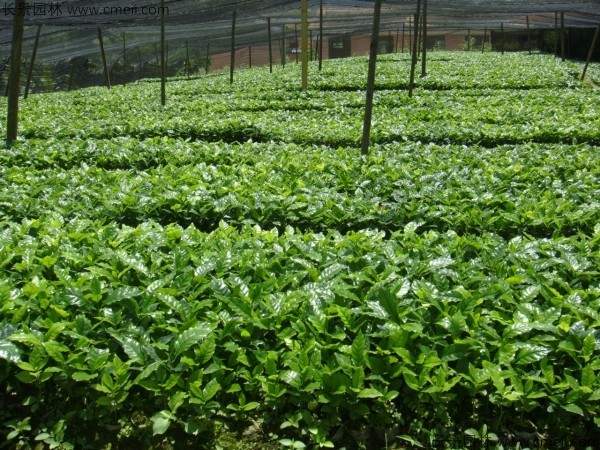 咖啡种子发芽出苗图片