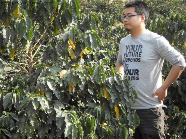 咖啡种子发芽出苗图片