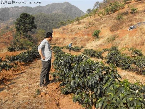 咖啡种子发芽出苗图片