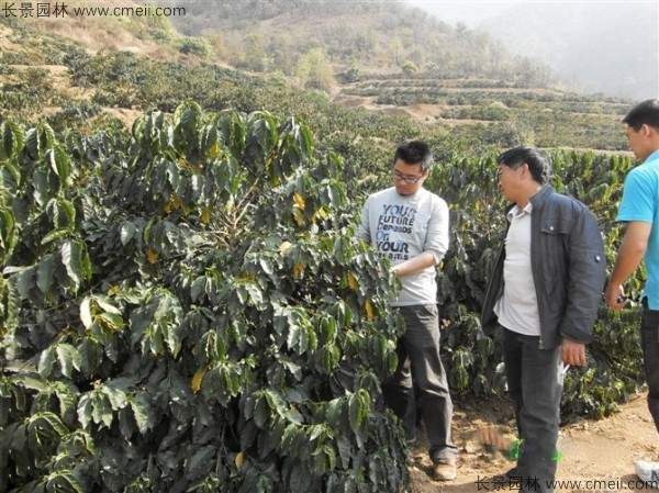 咖啡种子发芽出苗图片