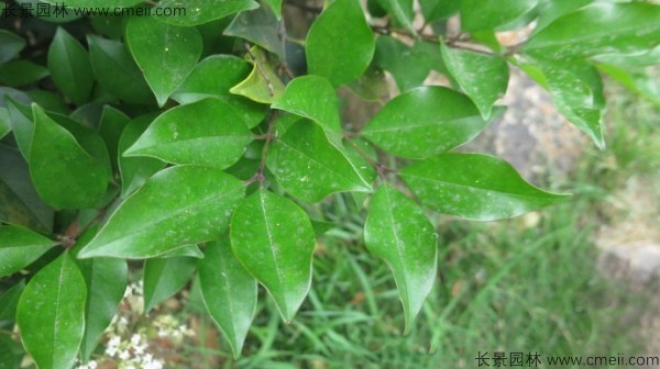 日本女贞树叶图片
