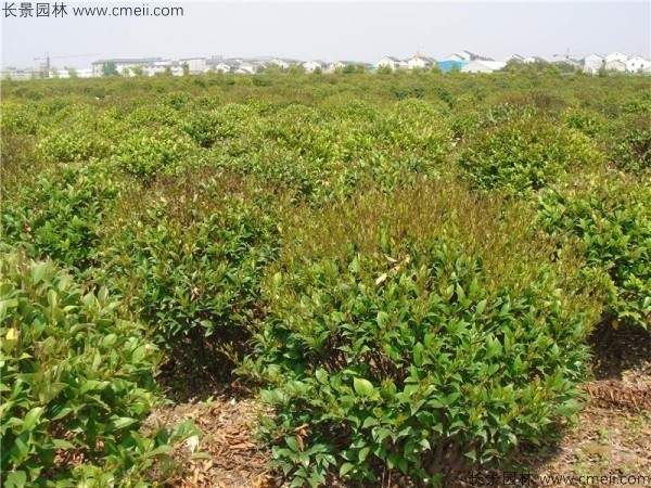 日本女贞球图片