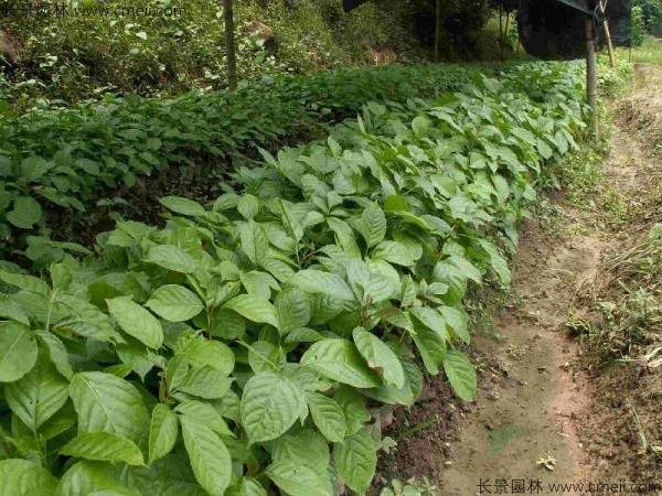 秋枫种子发芽出苗图片