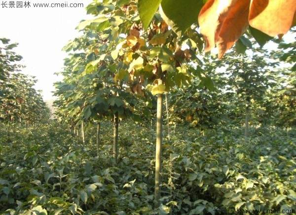 青桐种子发芽出苗图片