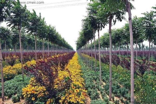 盐肤木种子发芽出苗图片