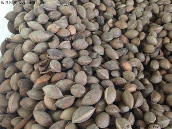 三尖杉种子图片