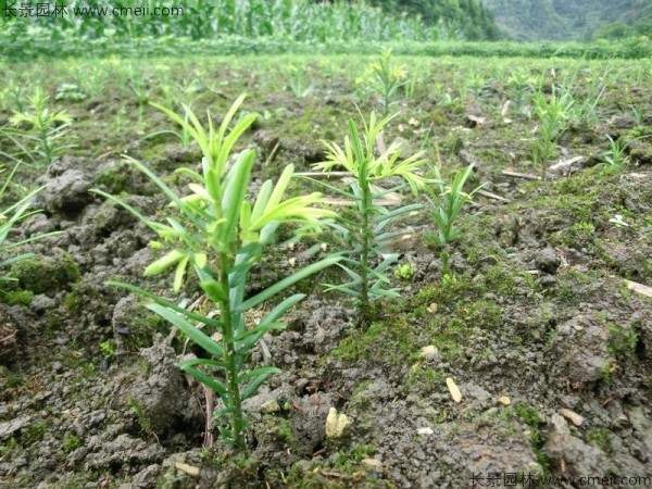 三尖杉种子发芽出苗图片