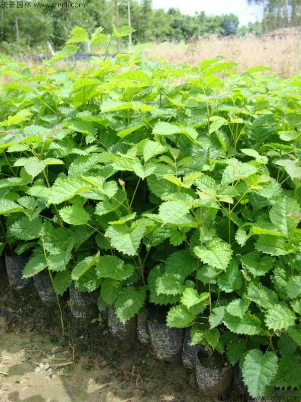 黄花风铃木种子发芽出苗图片