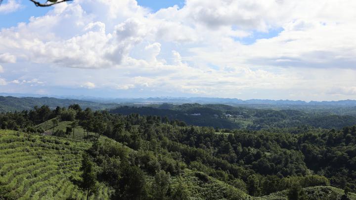 贵州久安乡从煤矿小镇到茶产业转型的成功蜕变