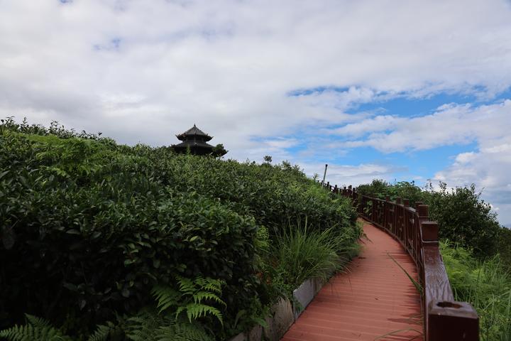 贵州久安乡从煤矿小镇到茶产业转型的成功蜕变