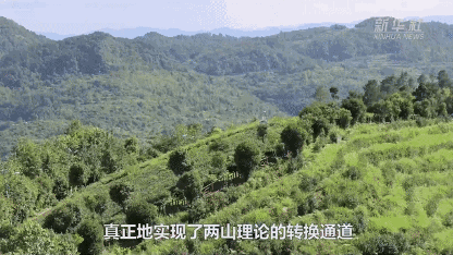 贵州久安乡从煤矿小镇到茶产业转型的成功蜕变