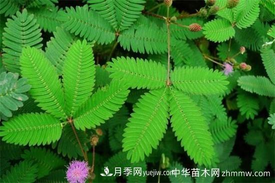 合欢树和含羞草区别(图1) 合欢树和含羞草区别(图1)