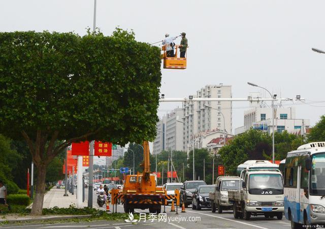 疫情后行情受到压制,2021年苗木人如何扭转局面(图2) 疫情后行情受到压制,2021年苗木人如何扭转局面(图2)