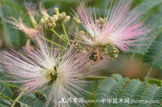 合欢树和含羞草区别(图2) 合欢树和含羞草区别(图2)