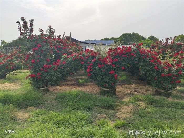 如何选择园林绿化中的绿化苗木品种？(图2)