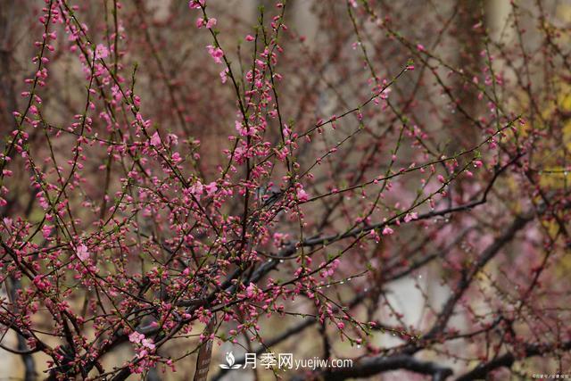 疫情后行情受到压制,2021年苗木人如何扭转局面(图3) 疫情后行情受到压制,2021年苗木人如何扭转局面(图3)