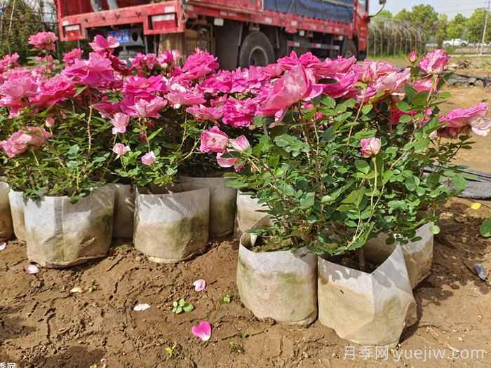 2025年秋季花木行业生产趋势(图1) 2025年秋季花木行业生产趋势(图1)