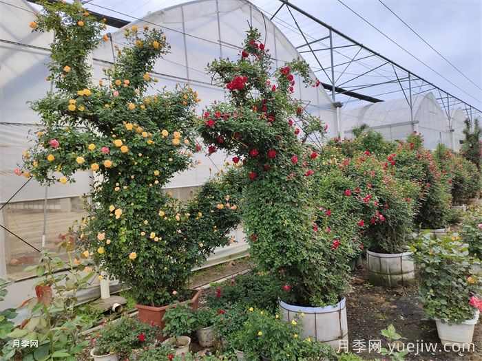 2025年秋季花木行业生产趋势(图2) 2025年秋季花木行业生产趋势(图2)