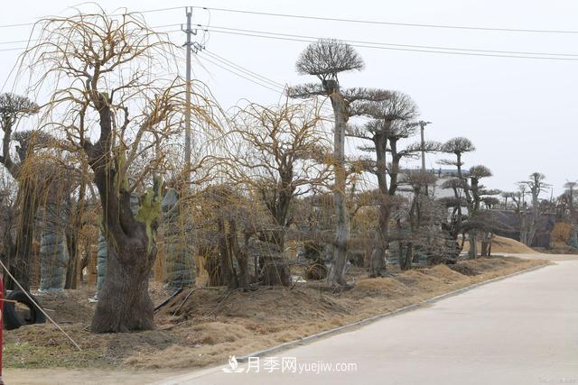 疫情后行情受到压制,2021年苗木人如何扭转局面(图4) 疫情后行情受到压制,2021年苗木人如何扭转局面(图4)