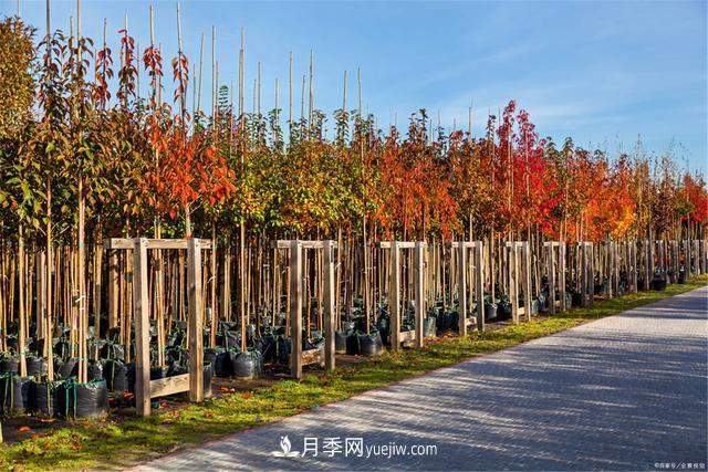 疫情后行情受到压制,2021年苗木人如何扭转局面(图1) 疫情后行情受到压制,2021年苗木人如何扭转局面(图1)