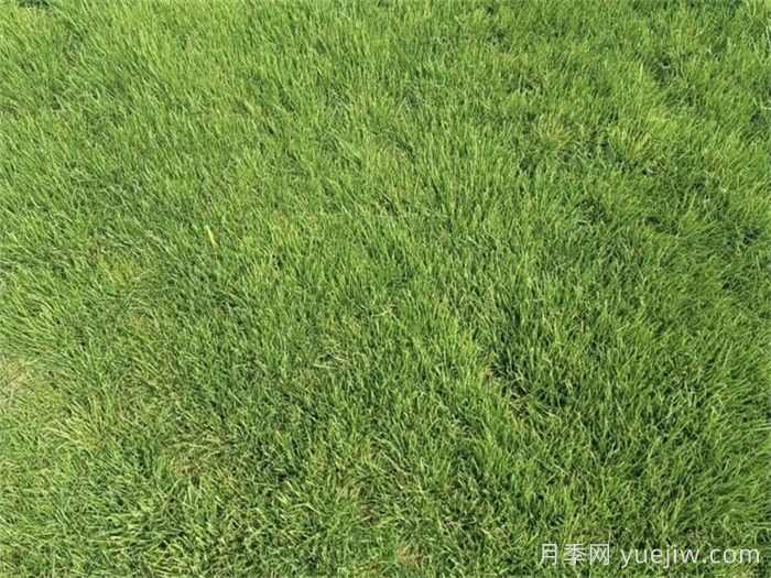 常用草坪品种及施工要点(图1) 常用草坪品种及施工要点(图1)