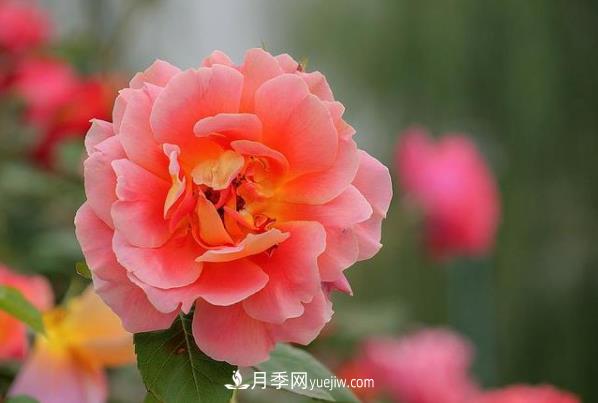 初冬的菏泽月季园(图1) 初冬的菏泽月季园(图1)