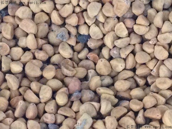 黄花牵牛种子图片