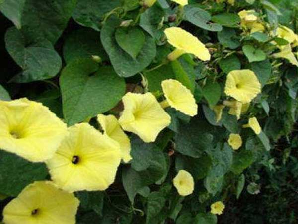 黄花牵牛种子发芽出苗图片