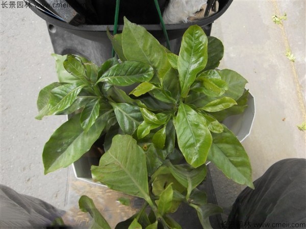 咖啡种子发芽出苗图片