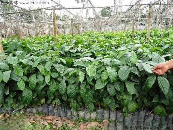 咖啡种子发芽出苗图片