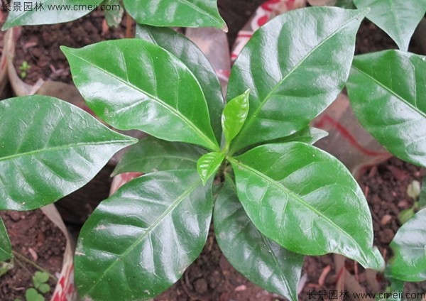 咖啡种子发芽出苗图片