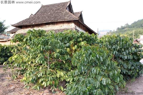 咖啡种子发芽出苗图片