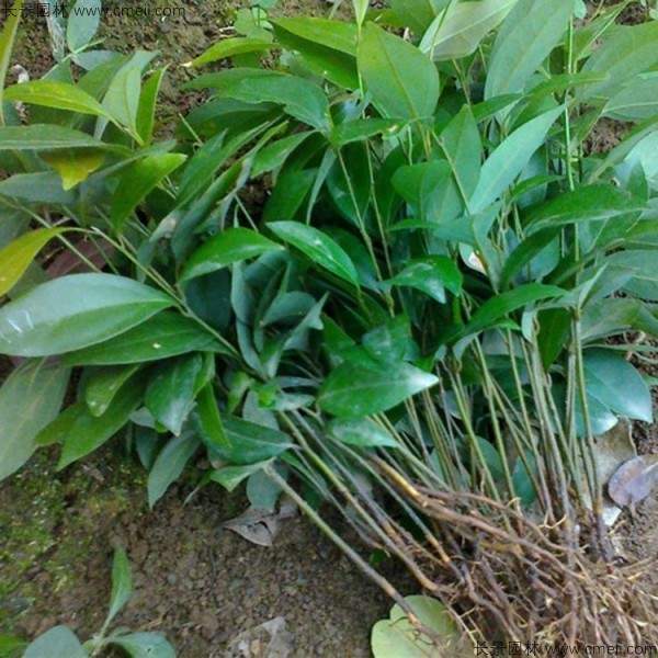 天竺桂种子发芽出苗图片