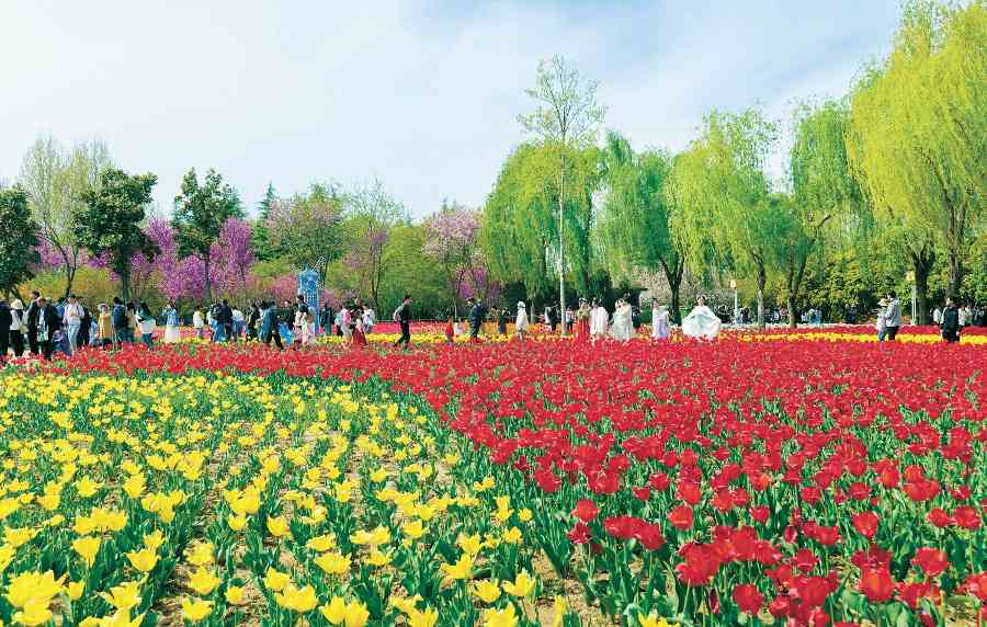 郑州绿博园问花节盛大开幕 春季赏花正当时
