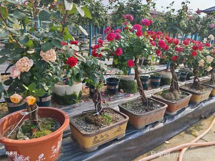 最受欢迎的十大盆景(图1)