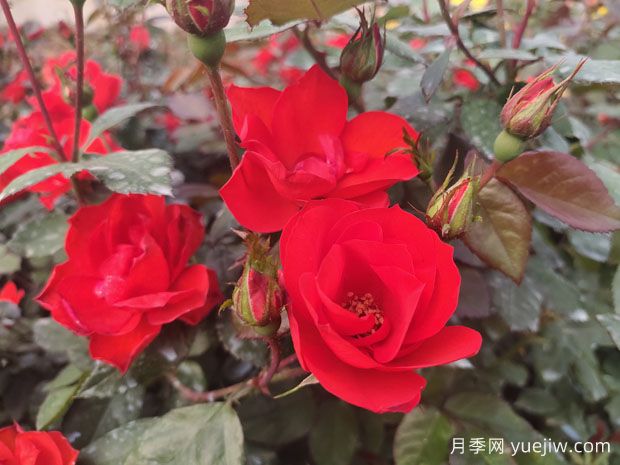 北京红月季怎么种植?(图1) 北京红月季怎么种植?(图1)